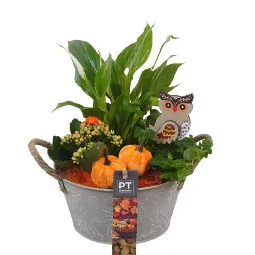 Spath.Arr PTHI5337 Herbst T18 H026