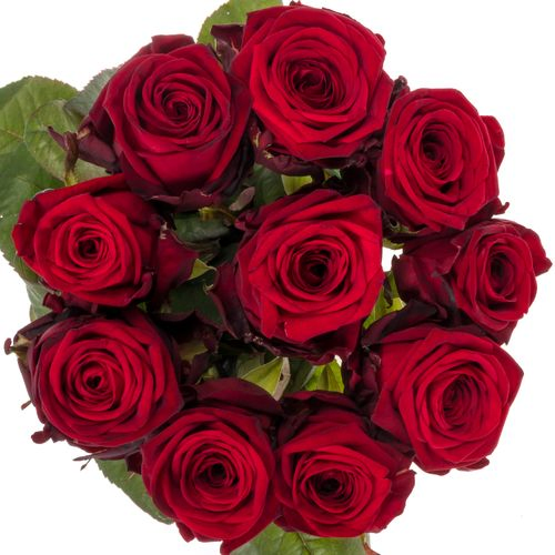 Rose rot Red Naomi (Drift) 80cm reife 34 Valentinstag