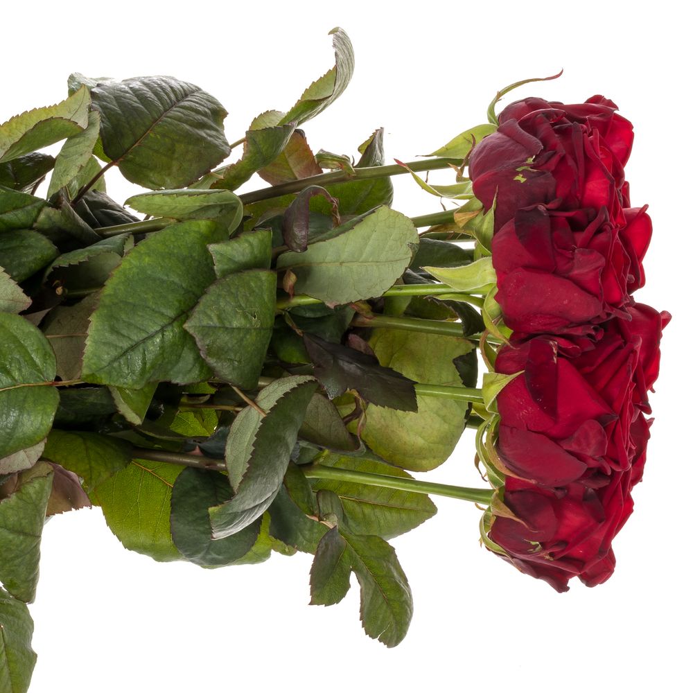 Rose rot Red Naomi (Drift) 80cm reife 34 Valentinstag