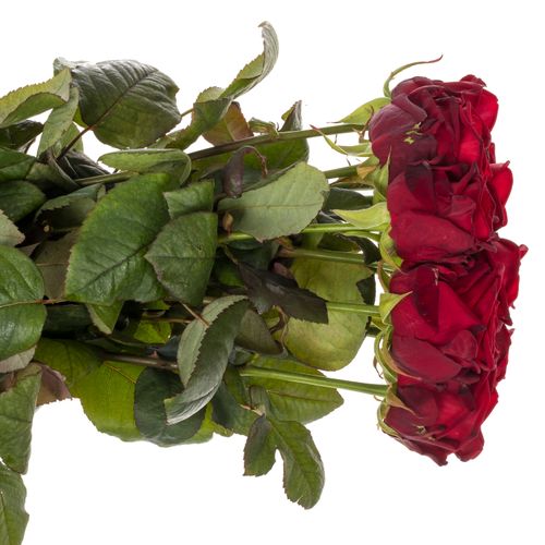 Rose rot Red Naomi (Drift) 80cm reife 34 Valentinstag