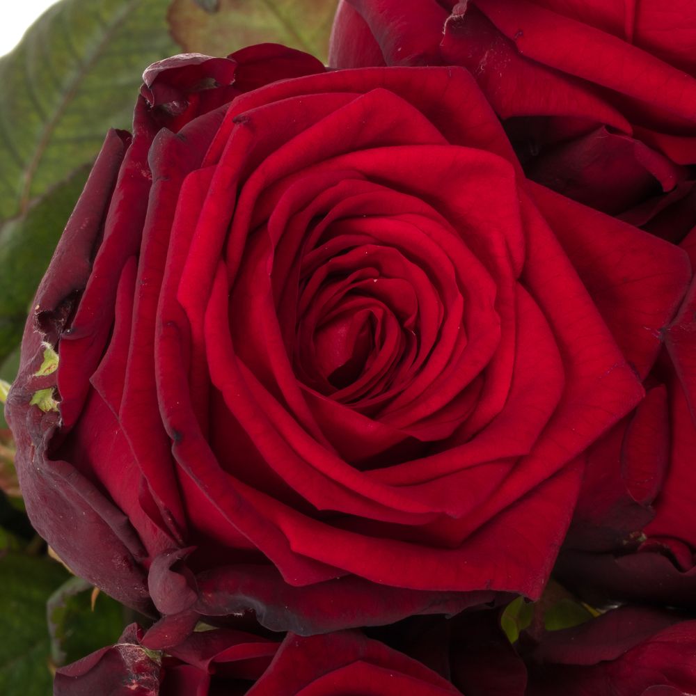 Rose rot Red Naomi (Drift) 80cm reife 34 Valentinstag