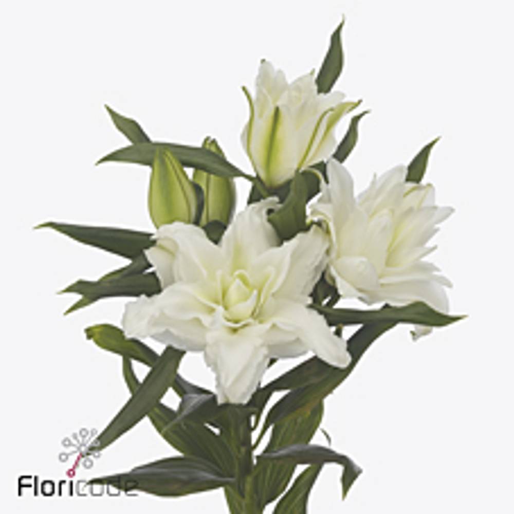 Lilie orientalisch weiss gefüllt Nadia 4+ Blüte 85cm