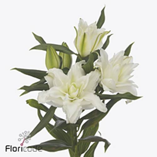 Lilie orientalisch weiss gefüllt Nadia 4+ Blüte 85cm