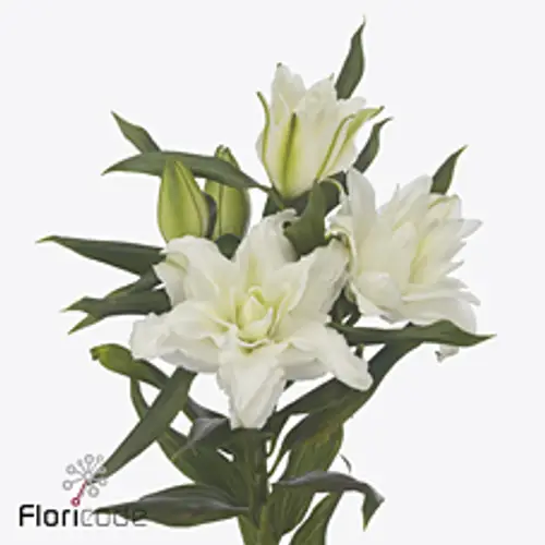 Lilie orientalisch weiss gefüllt Nadia 4+ Blüte 85cm