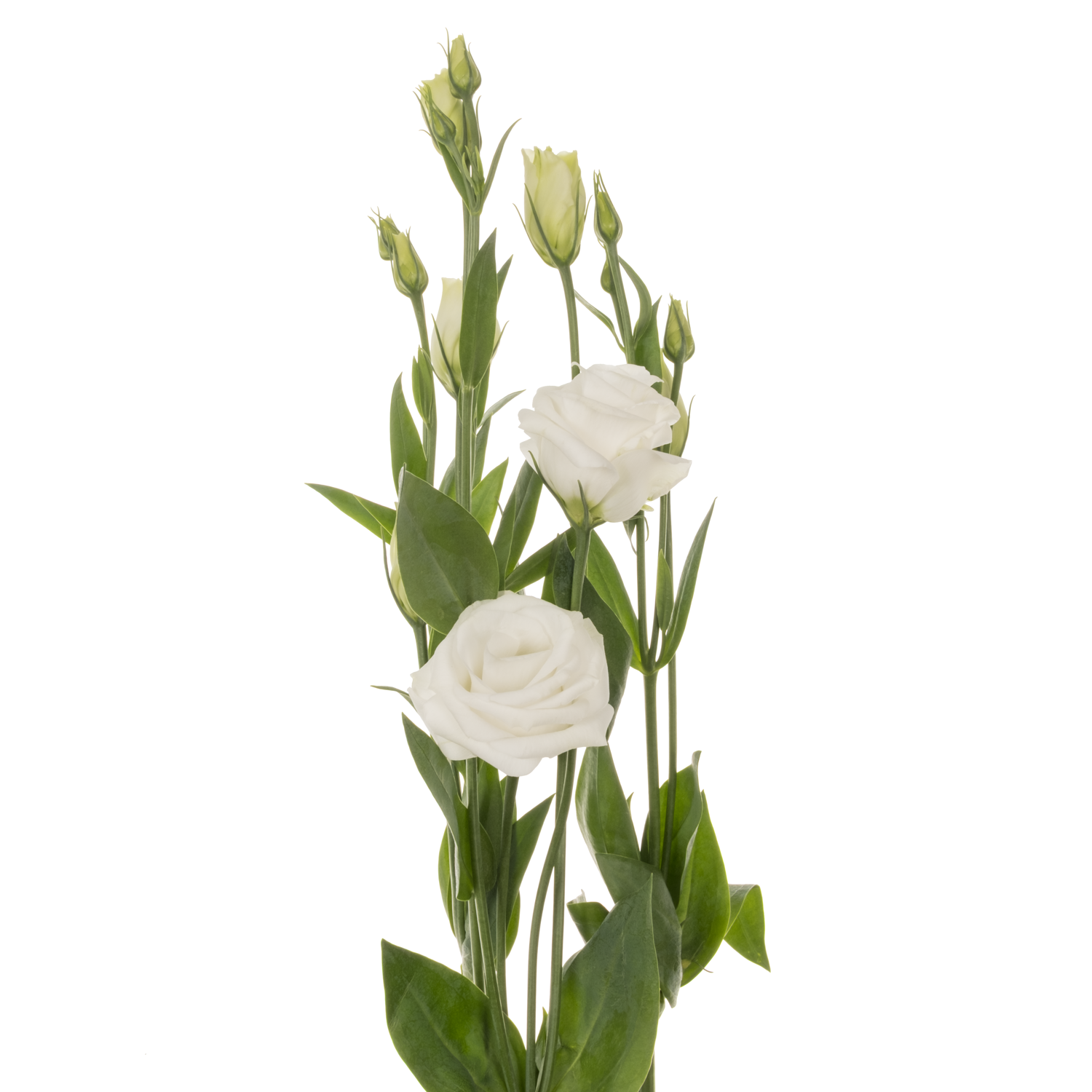 Lisianthus weiss Rosita vellekoop flowers 5+Blüte 70cm