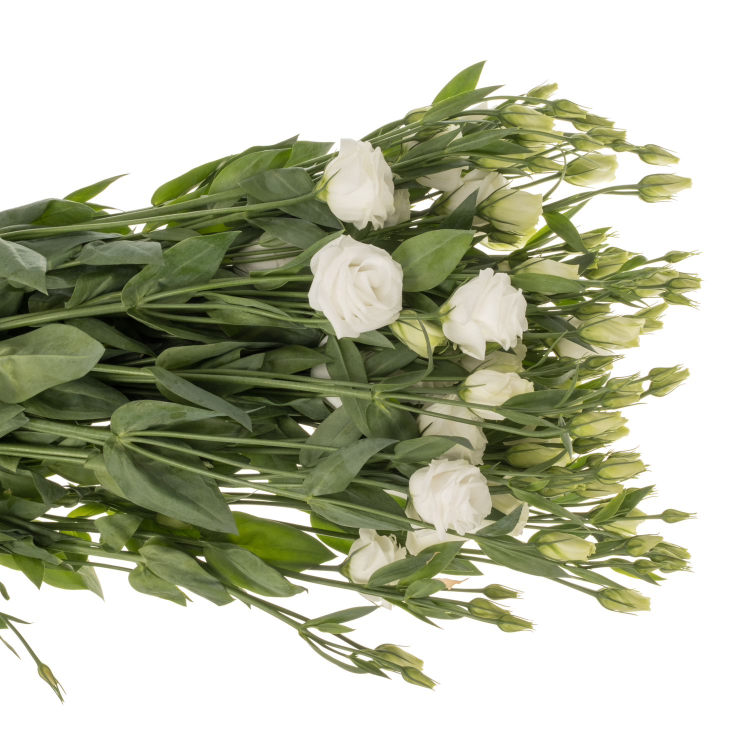 Lisianthus weiss Rosita vellekoop flowers 5+Blüte 70cm