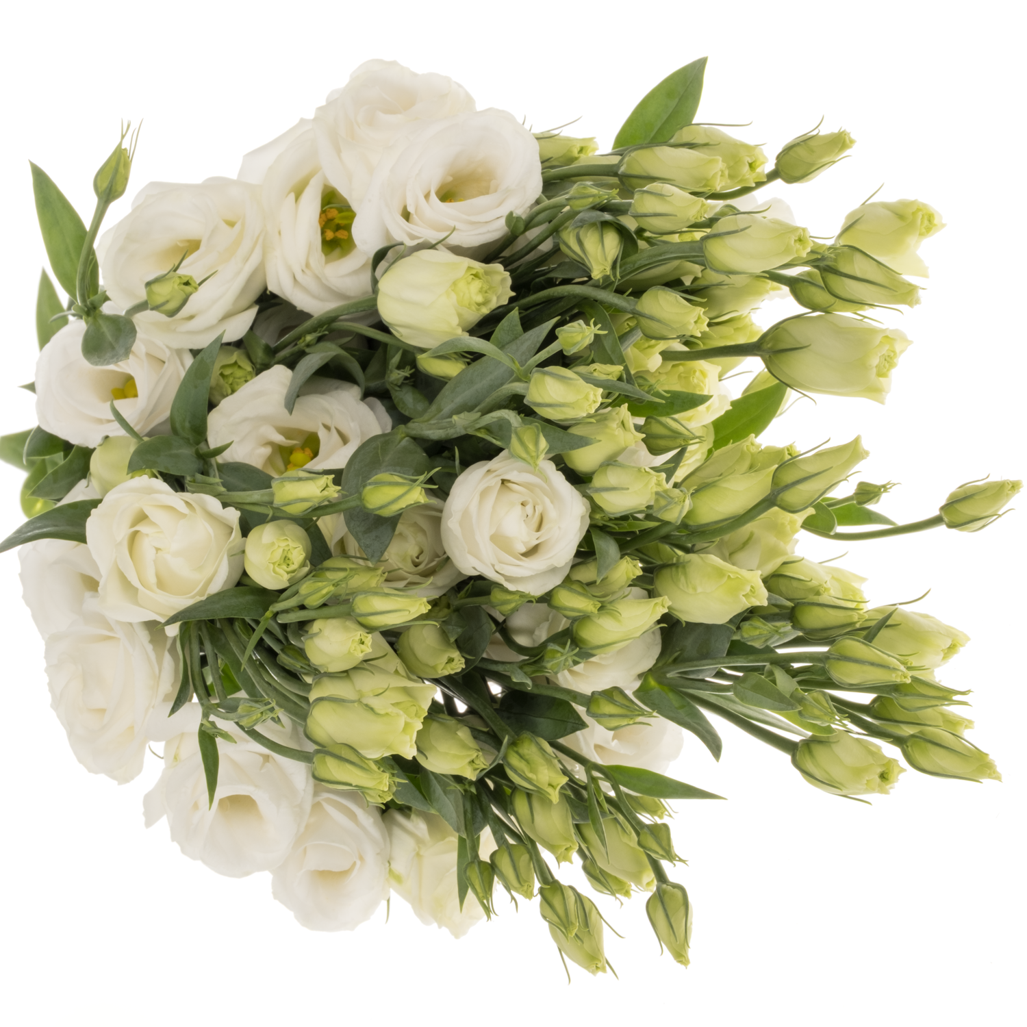 Lisianthus weiss Rosita vellekoop flowers 5+Blüte 70cm