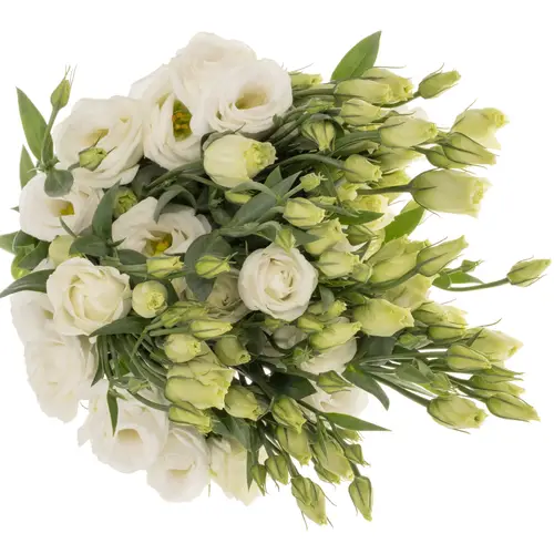 Lisianthus weiss Rosita vellekoop flowers