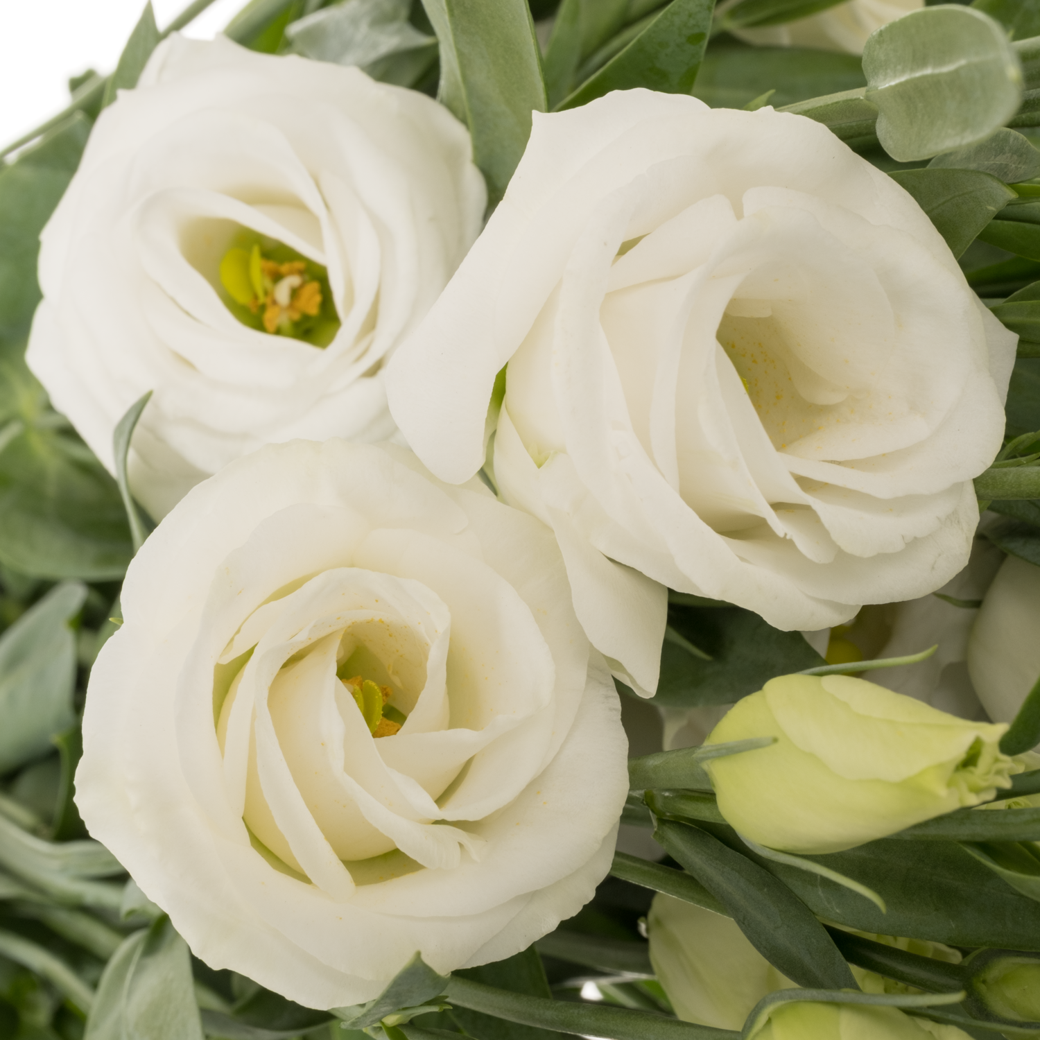 Lisianthus weiss Rosita vellekoop flowers 5+Blüte 70cm