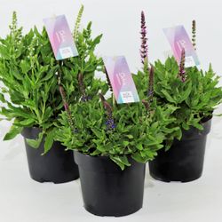 Salvia Nem mix T17 H30