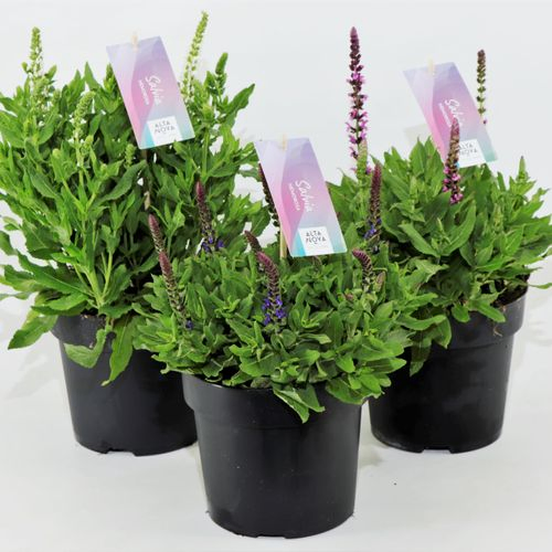 Salvia Nem mix T17 H30