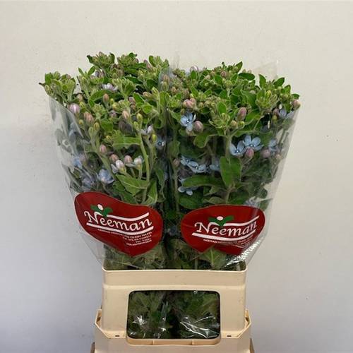 Oxypetalum blau 70cm x25