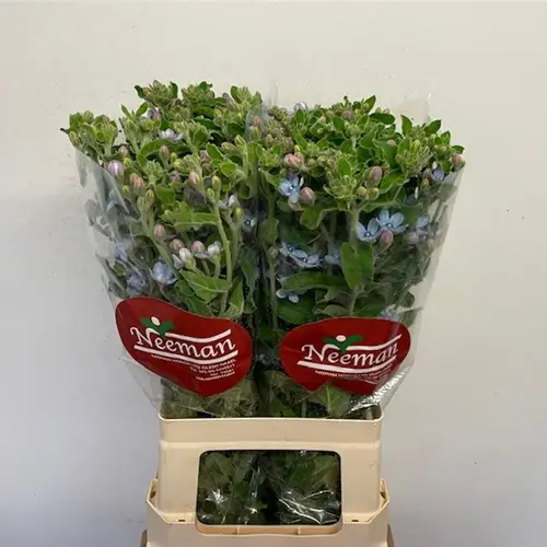 Oxypetalum blau 70cm x25