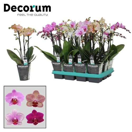 Phal.3-R mix Multi T09 H35