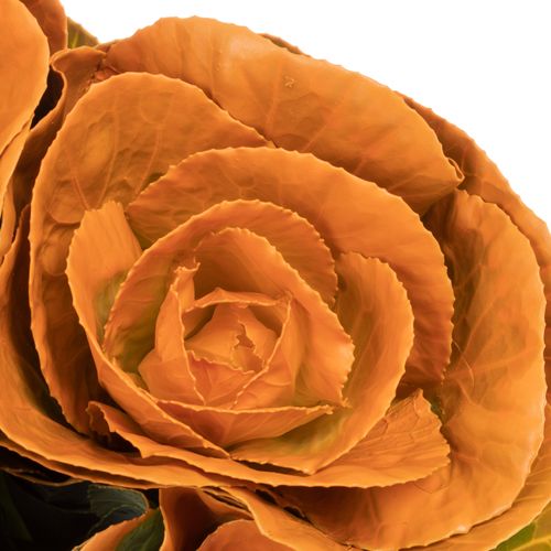 Zierkohl orange gefärbt 60cm