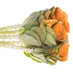 Zierkohl orange gefärbt 60cm