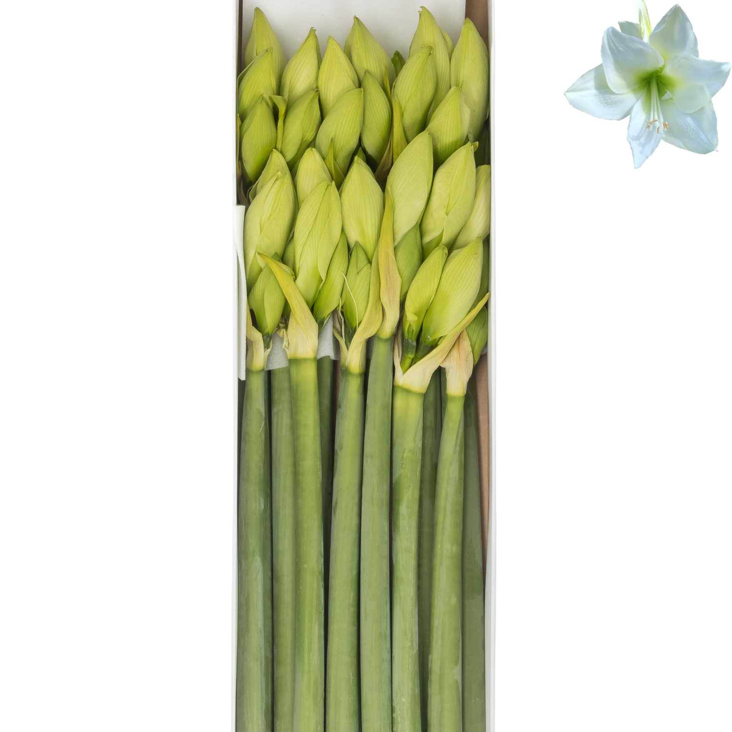 Amaryllis Krt.weiss Albarino  X 10