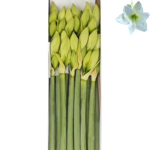 Amaryllis Krt.weiss Albarino  X 10