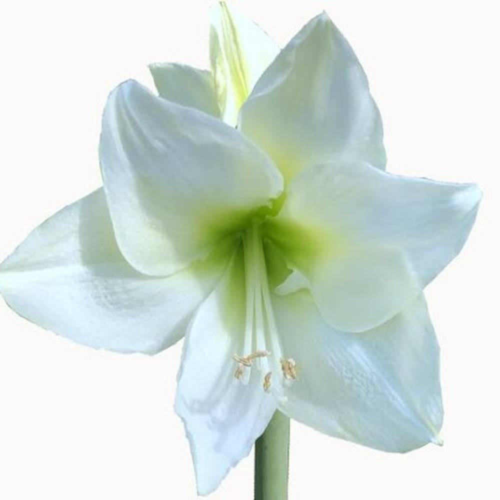 Amaryllis Krt.weiss Albarino  X 10