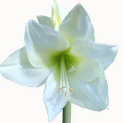 Amaryllis Krt.weiss Albarino  X 10