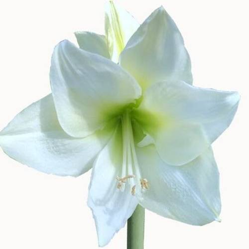Amaryllis Krt.weiss Albarino  X 10