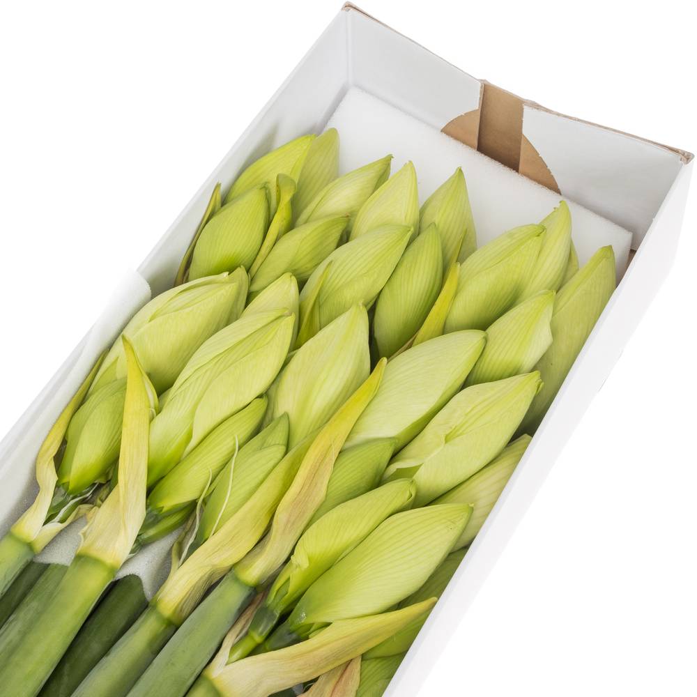 Amaryllis Krt.weiss Albarino  X 10