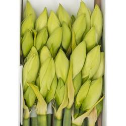 Amaryllis Krt.weiss Albarino  X 10