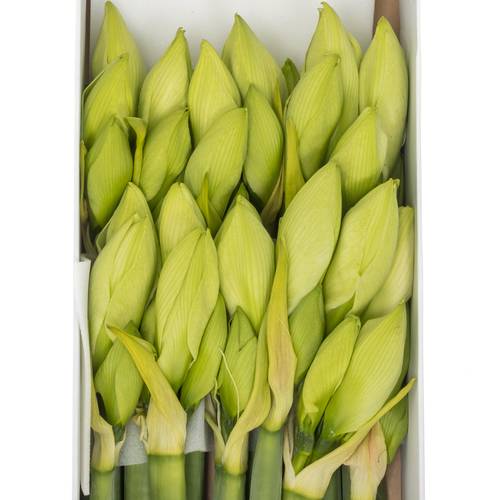 Amaryllis Krt.weiss Albarino  X 10