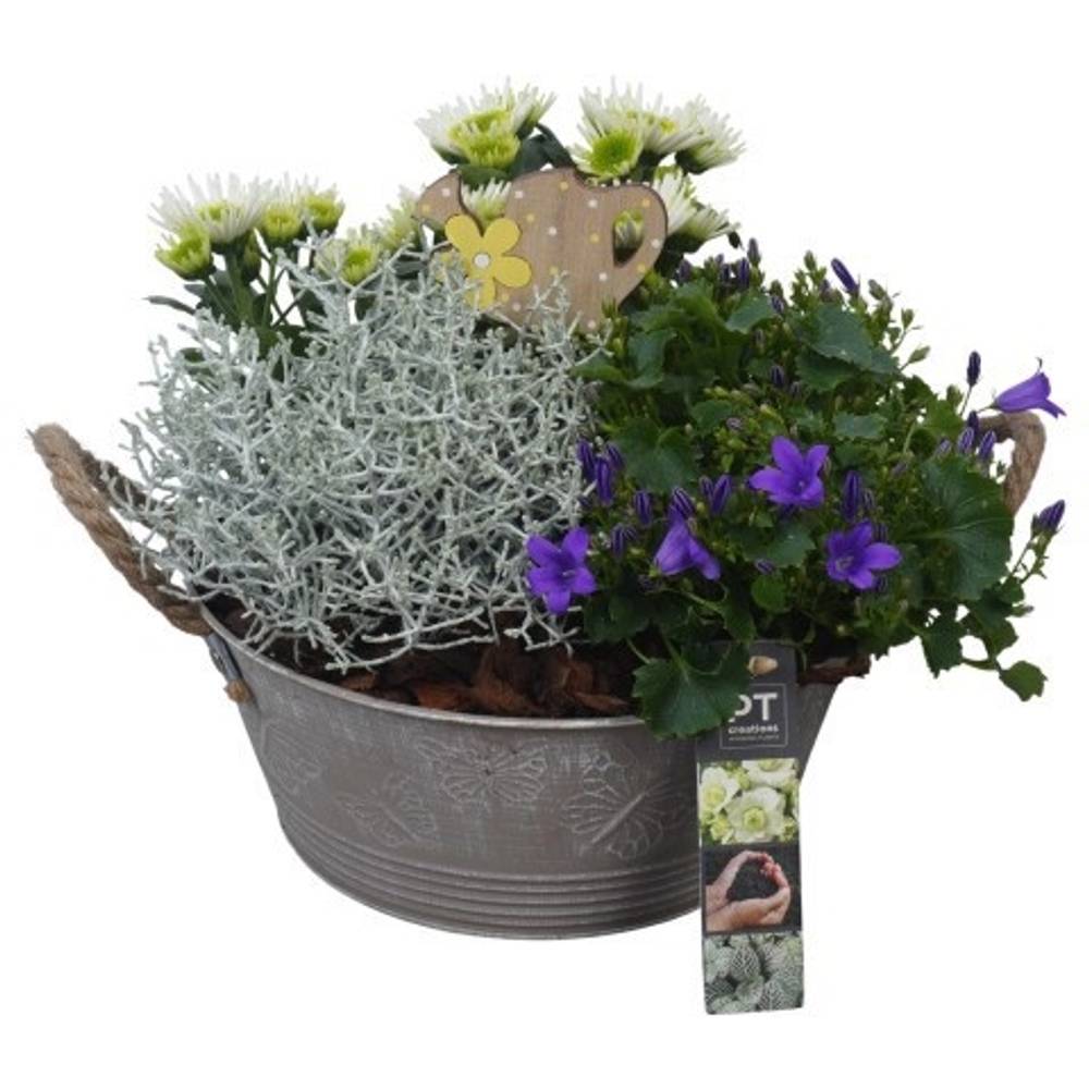 Garten.Arr PTSO6012 T23 H023