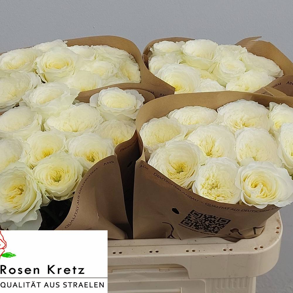 Rose creme/weiss Lotti gefüllt 60cm