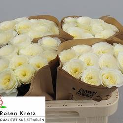 Rose creme/weiss Lotti gefüllt 60cm