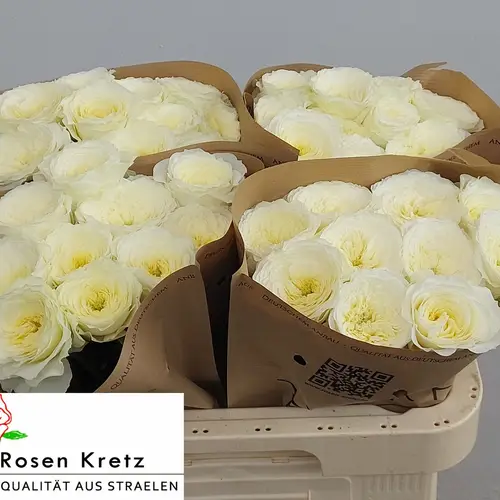 Rose creme/weiss Lotti gefüllt 60cm