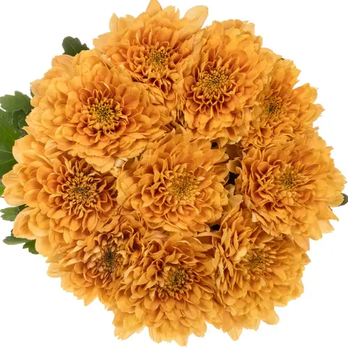 Chrys.Deko orange Kalimba Orange DE 80 Gramm 80cm