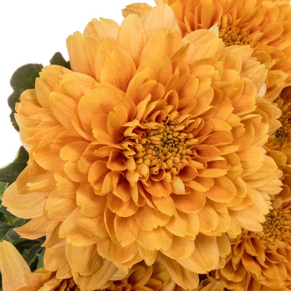 Chrys.Deko orange Kalimba Orange DE 80 Gramm 80cm