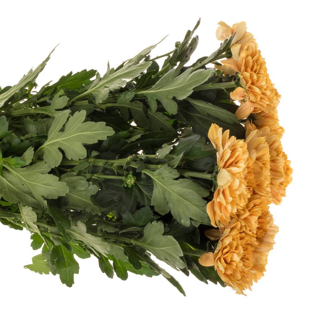 Chrys.Deko orange Kalimba Orange DE 80 Gramm 80cm