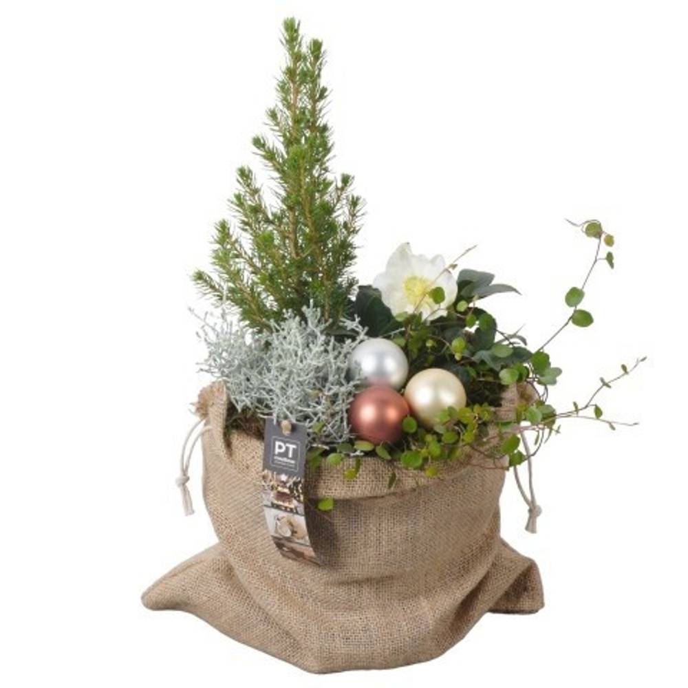 Helleborus.Arr PTWO1951 Weihnachten T18 H044