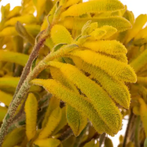 Kangeroo gelb Yellow gem 50cm