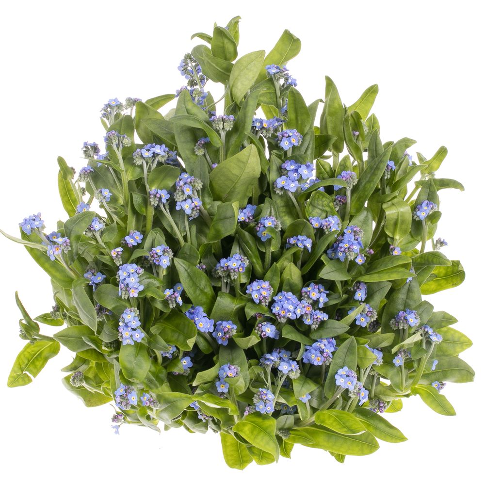 Myosotis blau 40cm