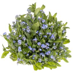 Myosotis blau 40cm
