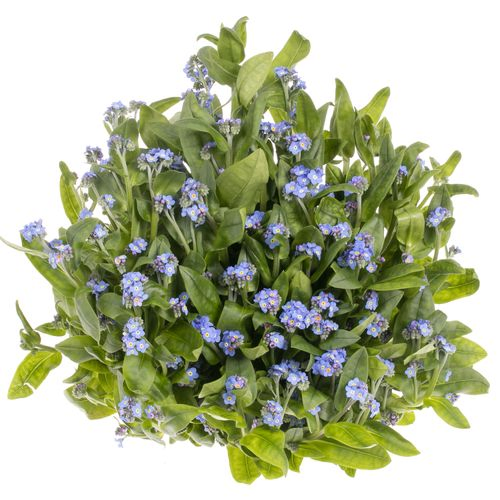 Myosotis blau 40cm