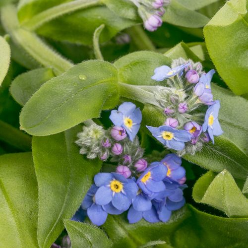 Myosotis blau 40cm