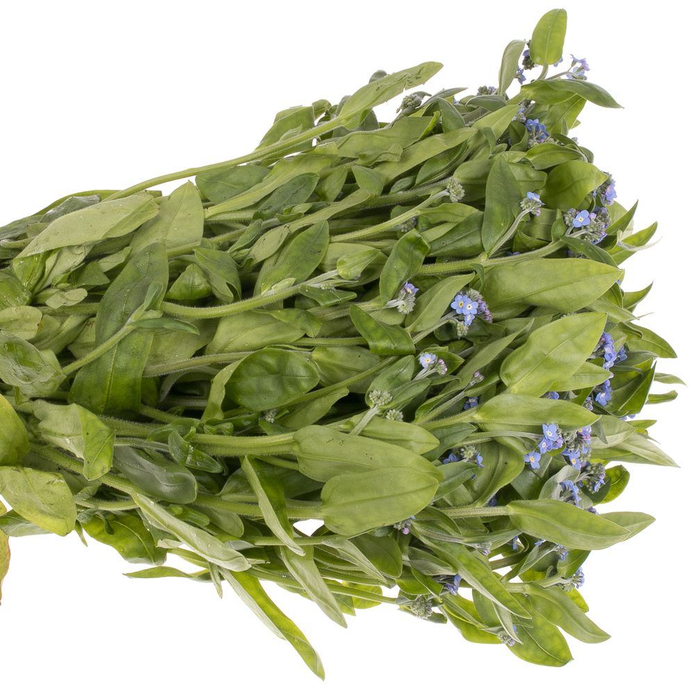 Myosotis blau 40cm