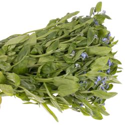 Myosotis blau 40cm