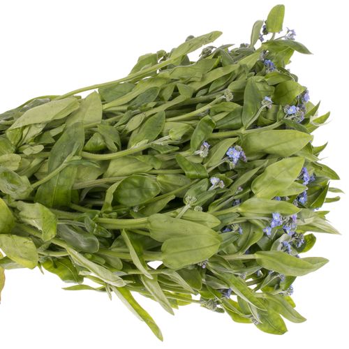 Myosotis blau 40cm
