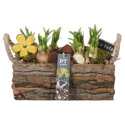 Narzis.Arr PTN8700 T25 H017