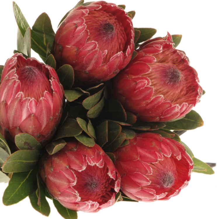 Protea rot Ice 60cm (Bangsia und Protea) Heyl Blumengroßhandel