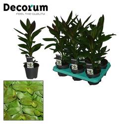 Cordyline Glauca T12 H40