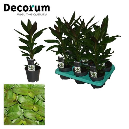 Cordyline Glauca T12 H40