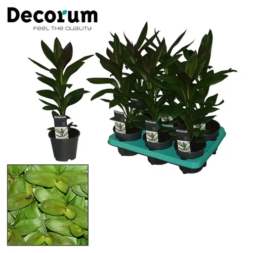 Cordyline Glauca T12 H40