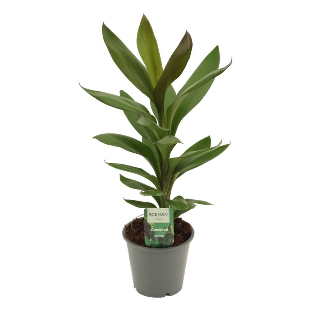 Cordyline Glauca T12 H40